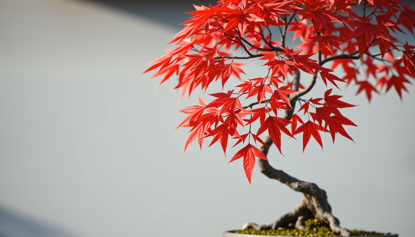 bonsai maple autumn red in editorial style