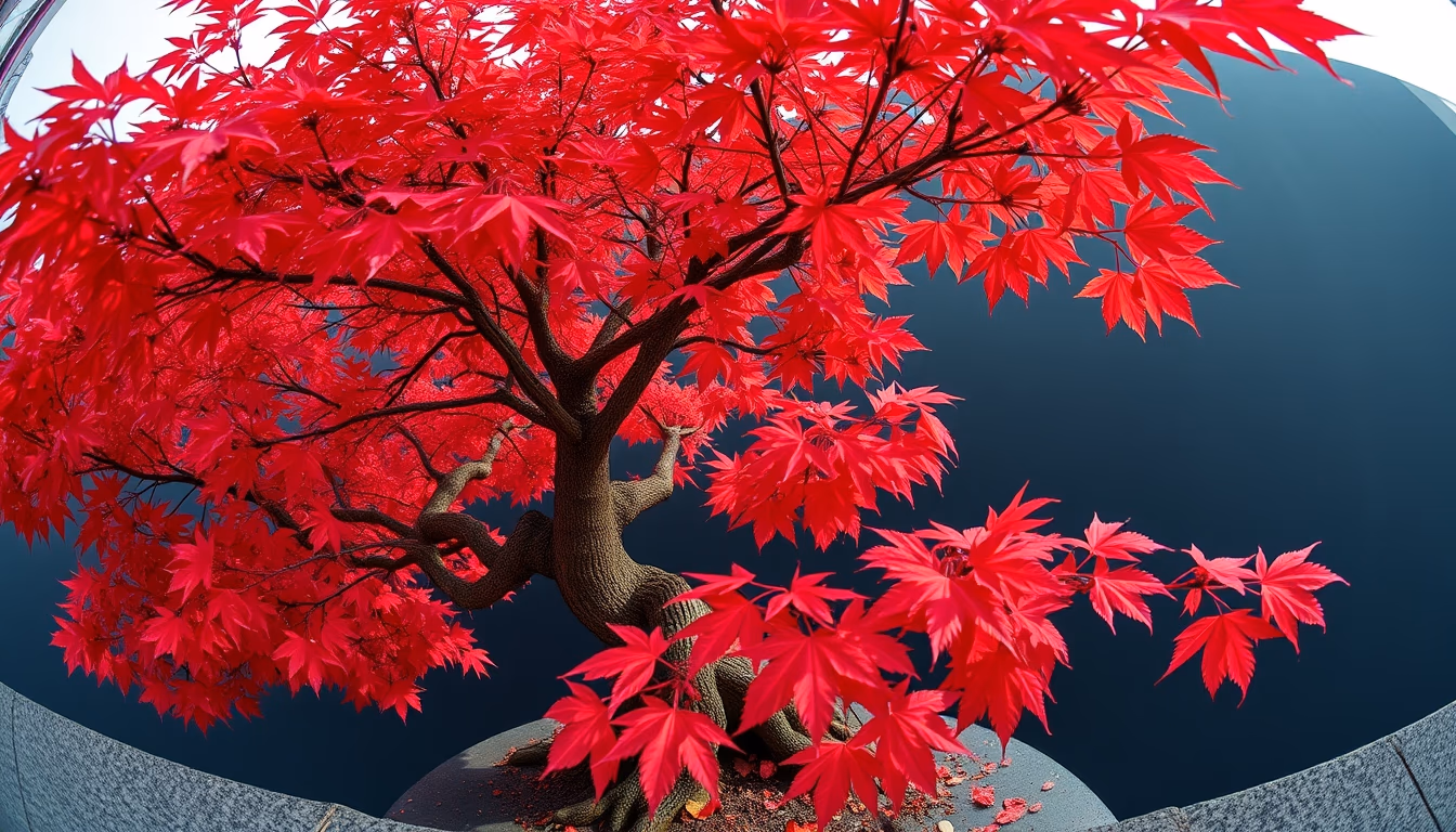 bonsai maple autumn red in editorial style
