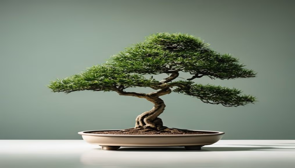 Bonsai tree minimalist em estilo editorial