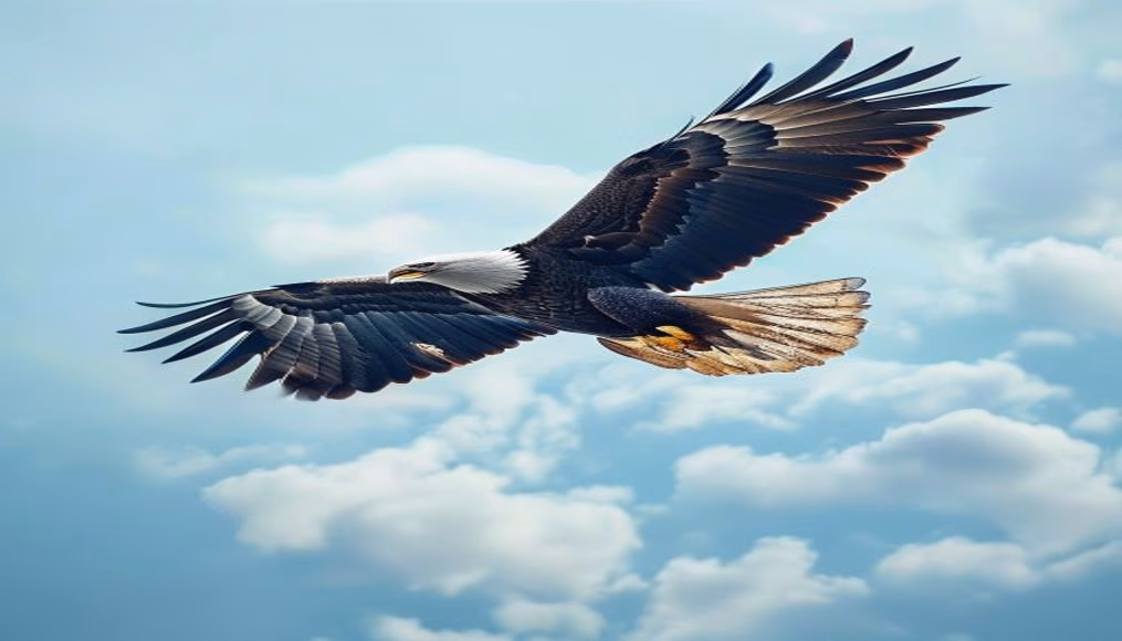 eagle soaring sky in editorial style