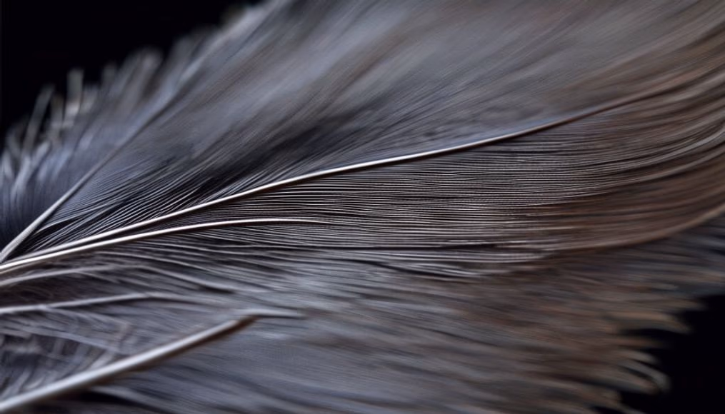 Feather macro detail em estilo editorial
