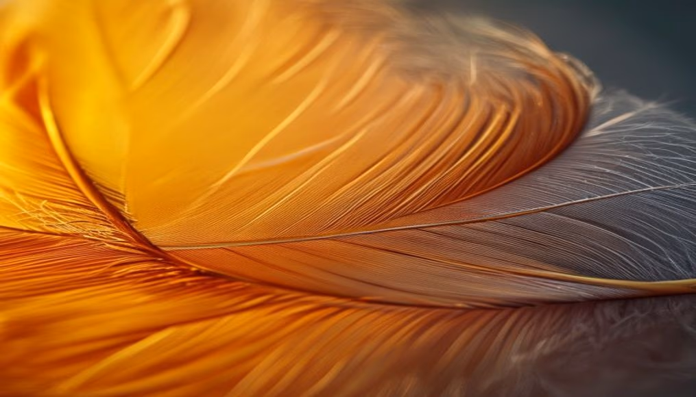 feather macro detail in editorial style