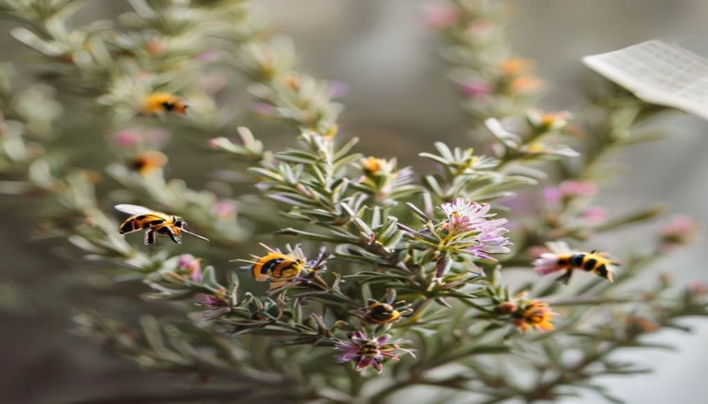 flowering rosemary bees in editorial style