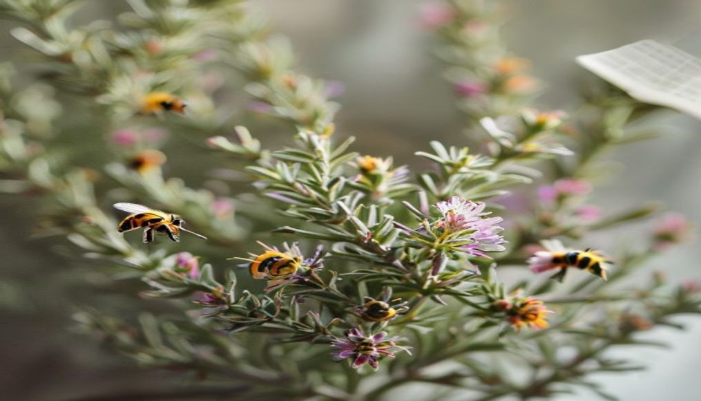 flowering rosemary bees in editorial style