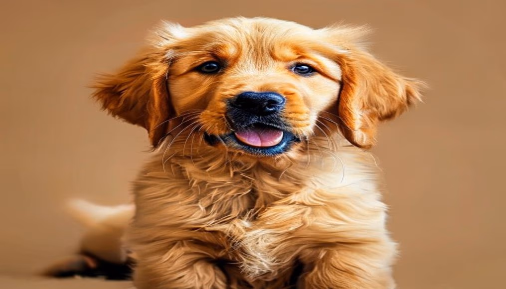 golden retriever puppy in editorial style