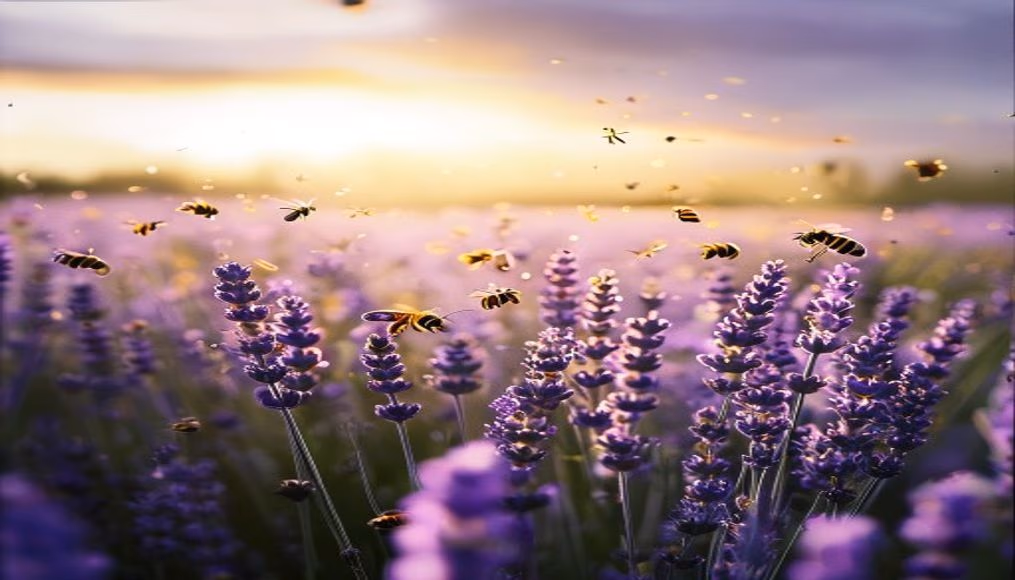 lavender field bees in editorial style