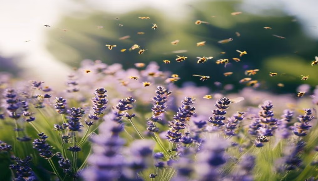 lavender field bees in editorial style