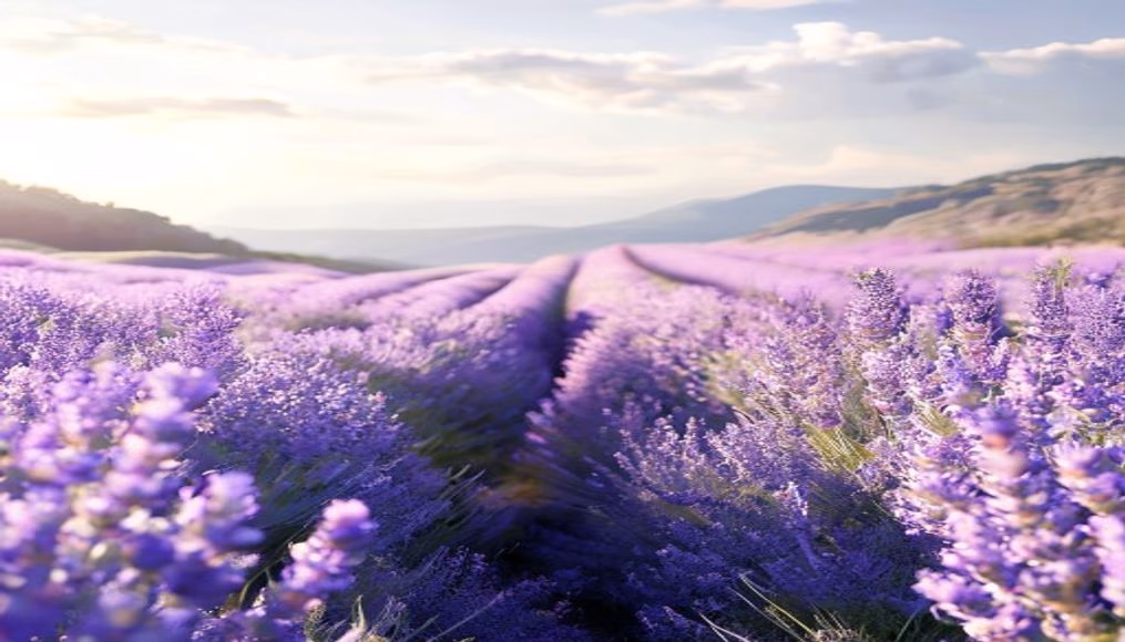 Lavender field provence em estilo editorial