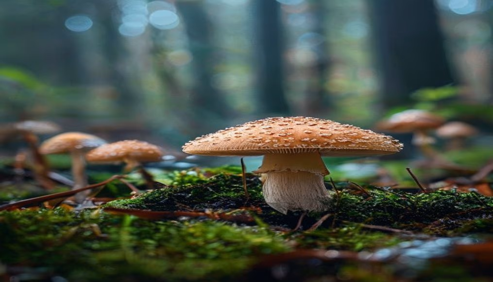 Mushroom macro forest floor em estilo editorial