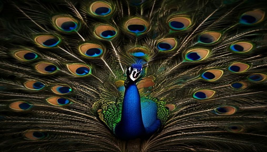 peacock feather display in editorial style