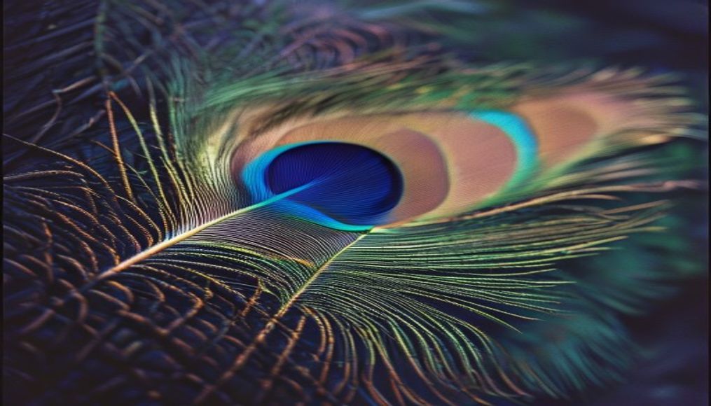 peacock feather display in editorial style