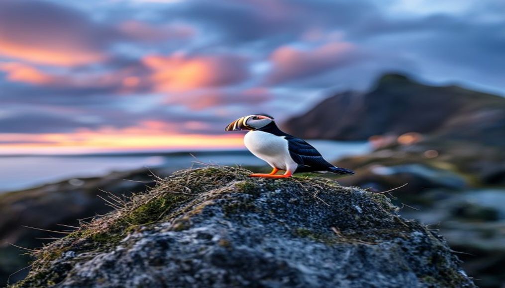 puffin nesting cliff in editorial style