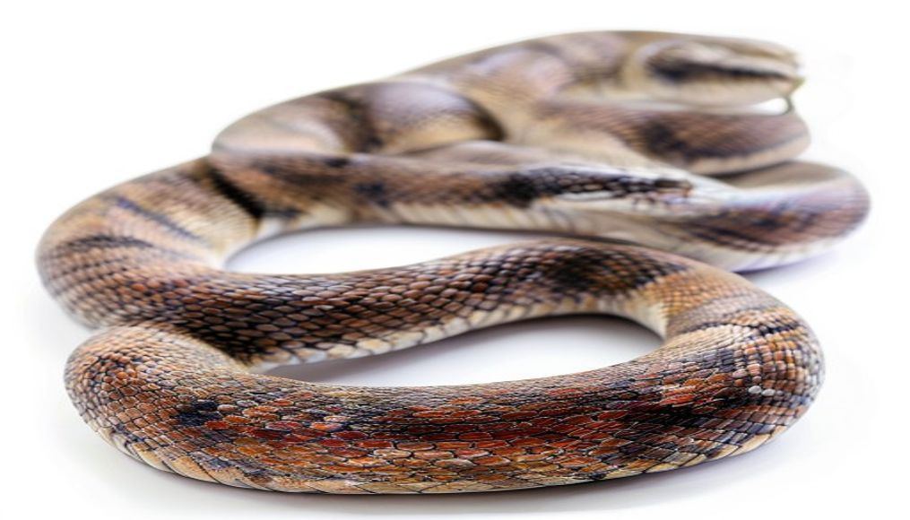 snake python coiled in editorial style