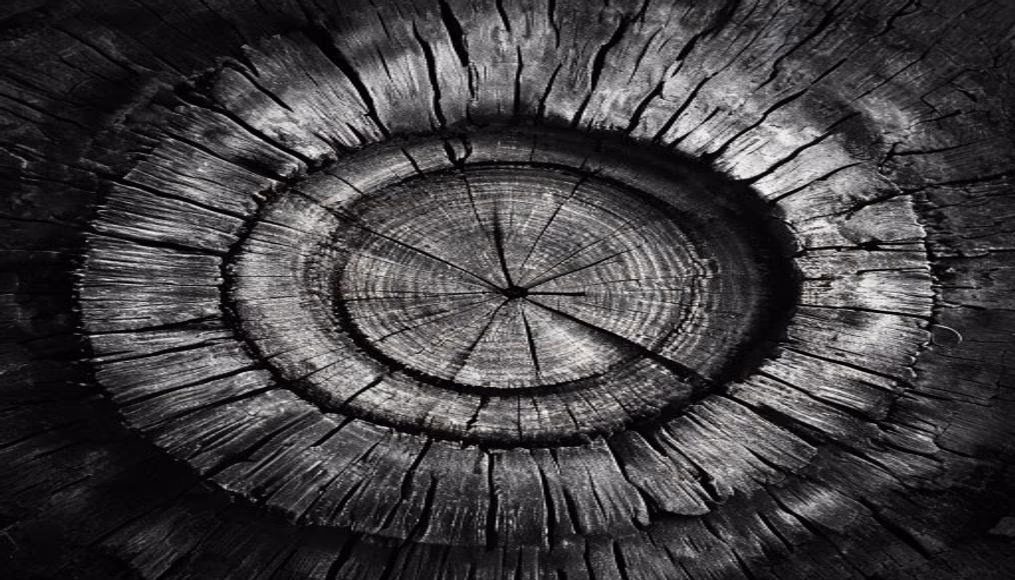 tree rings cross section in editorial style