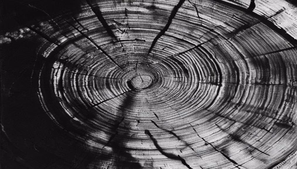 tree rings cross section in editorial style